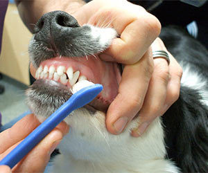 Pasta de dientes para perros