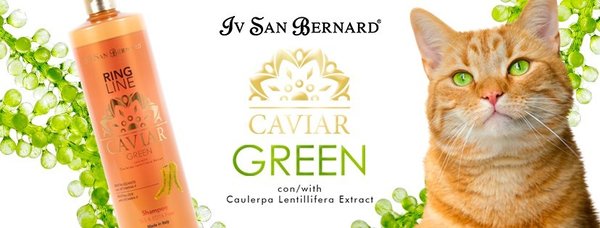 Champú Caviar Iv San Bernard